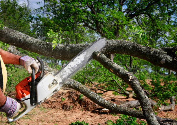 Tree and Shrub Care in Nederland, TX